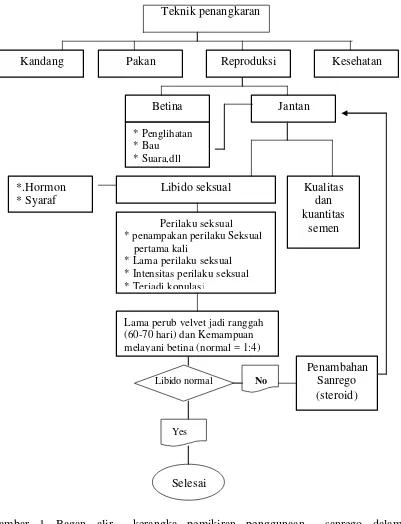 Gambar 1 Bagan alir  kerangka pemikiran penggunaan  sanrego dalam memperpendek siklus ranggah dan meningkatkan libido seksual rusa timor