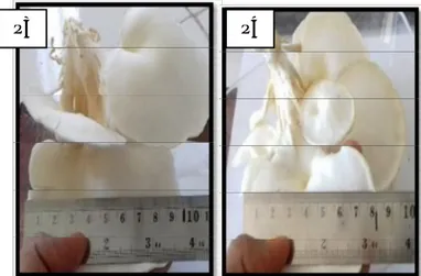 Gambar  2.  Diameter Tudung  Buah  Jamur. (P3)  50%  Sabut  Kelapa, (P4)  75% Sabut Kelapa.