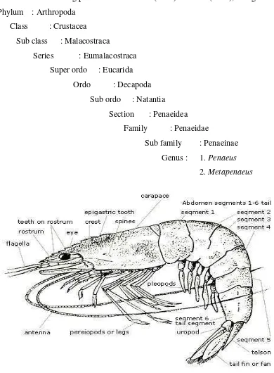 Gambar 5 Anatomi udang penaeid 