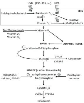 Gambar 1. Sintesis dan Metabolisme Vitamin D 43