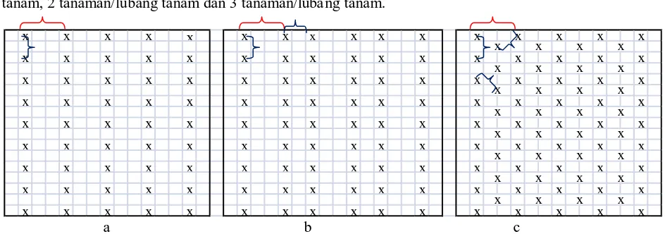 Gambar 1. Bagan sistem jarak tanam: a. satu baris, b. dua baris, c. baris segitiga 