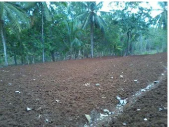 Gambar 32) Membeli dan menyiapkan bibit tanaman jagung, kacang beludru, dantumbuhan yang akan digunakan untuk budidaya tanaman lorong dan