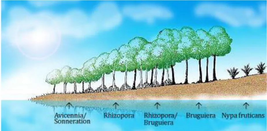 Gambar 1.  Salah Satu Tipe Zonasi Mangrove  (Sumber: Bengen, 2004)