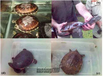 Gambar 1.  Beberapa jenis kura-kura darat dan kura-kura air tawar Indonesia (dari kiri atas searah jarum jam): (a) Malayemys subtrijuga; (b) Chelodina reimanni; (c) Amyda cartilaginea; (d) Macrochelodina rugosa
