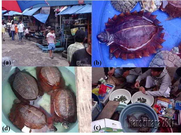 Gambar 3. Hasil pengamatan di Pasar Kemuning Jatinegara (searah jarum jam 