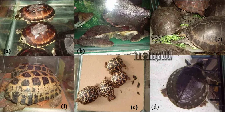 Gambar 4. Berbagai spesies Kura-kura yang diperdagangkan di Jalan Barito 