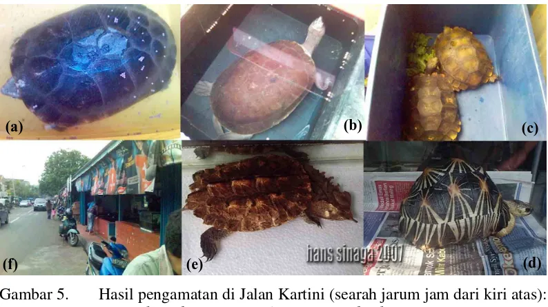 Gambar 5. Hasil pengamatan di Jalan Kartini (searah jarum jam dari kiri atas): 