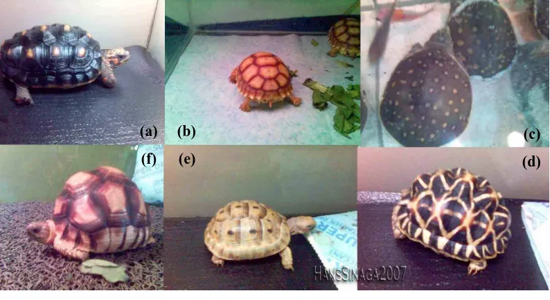 Gambar 6. Berbagai jenis Kura-kura yang diperdagangkan di Kemang (searah 