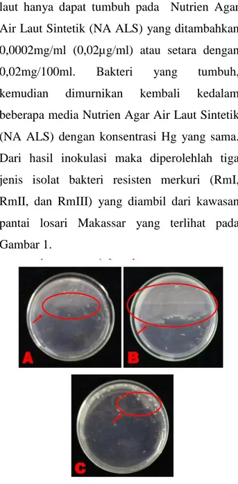 Gambar  1. Isolat bakteri resisten merkuri. 
