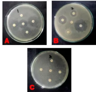 Gambar 2. Hasil uji daya hambat bakteri resisten merkuri.   A : Isolat Rm I , B: Isolat Rm II ,C : Isolat Rm III  