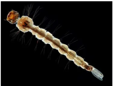 Gambar 2.1 Larva Ae. aegypti. 14