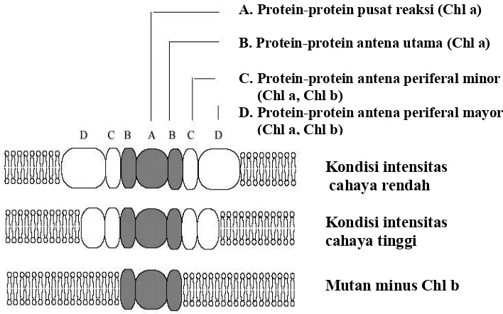 Gambar 8. Struktur klorofil A dan klorofil B.  Perbedaan terletak pada gugus dalam kotak merah