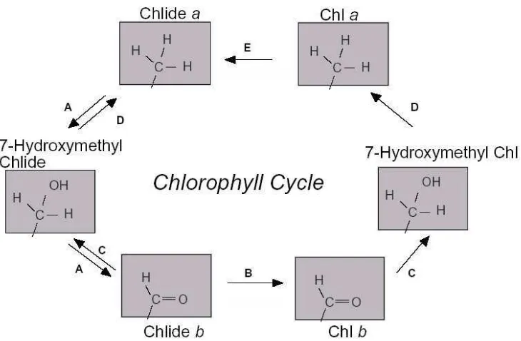 Gambar 10. Sebuah model yang diusulkan untuk siklus klorofil. Klorofil a hydroxymethyl-chlorophyllide reduktase (D) (Tanaka and Tanaka 2005)