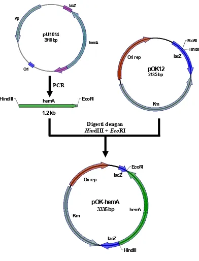 Gambar 12.   Kloning hemA ke plasmid pOK12 menghasilkan rekombinan             plasmid pOK-hemA   