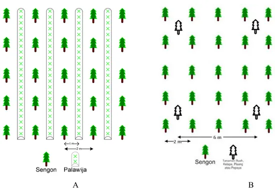 Gambar 1.  Contoh pola tanam agroforestri sengon dengan palawija (A) dan sengon 