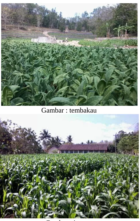 Gambar Gambar : tembakau