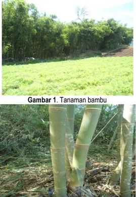 Gambar 1. Tanaman bambu 
