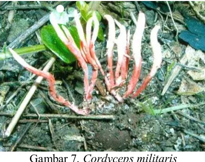 Gambar 7. Cordyceps militaris 