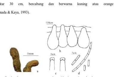 Gambar 8.  C. militaris a. stroma, b. perithecia, c. askus, d. askospora. Sumber. Zhang et al (2004) 