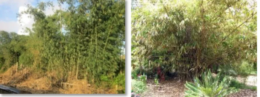 Gambar 1a. Bambu Petung  Gambar 1b. Bambu Tali  2.   Tanaman Hias 