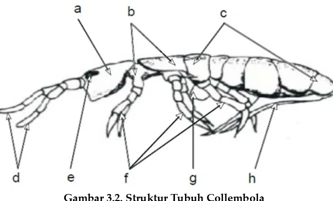 Gambar 3.2. Struktur Tubuh Collembola