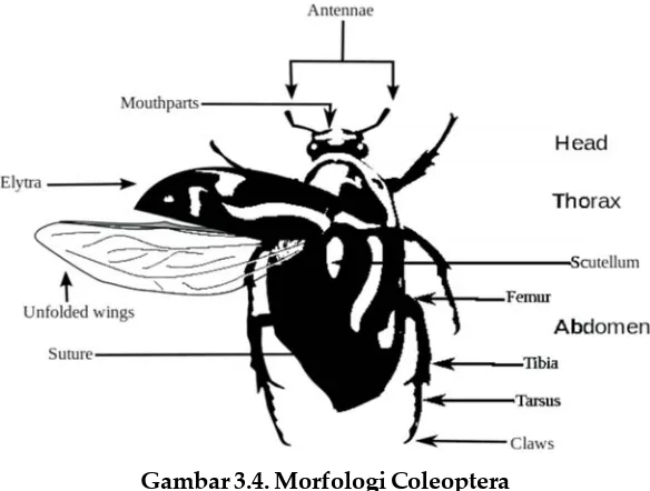 Gambar 3.4. Morfologi Coleoptera