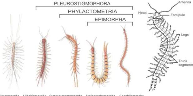 Gambar 3.5. Penggolongan dan Morfologi Centipede