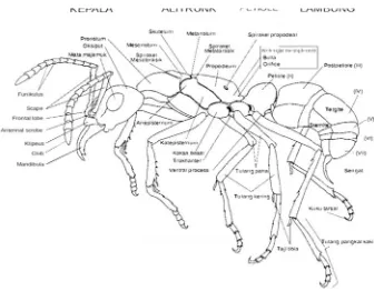 Gambar 3.6. Morfologi Hymenoptera Secara Umum