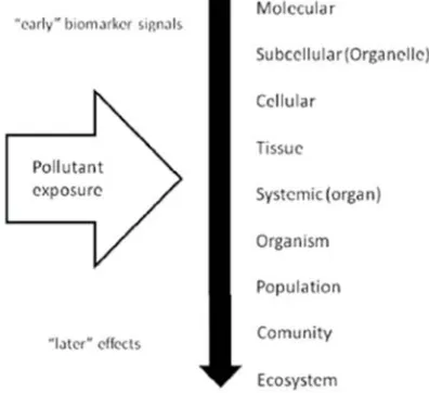 Gambar 4.1. Representasi Skematik Dampak PolutanTerhadap Sistem Biologi