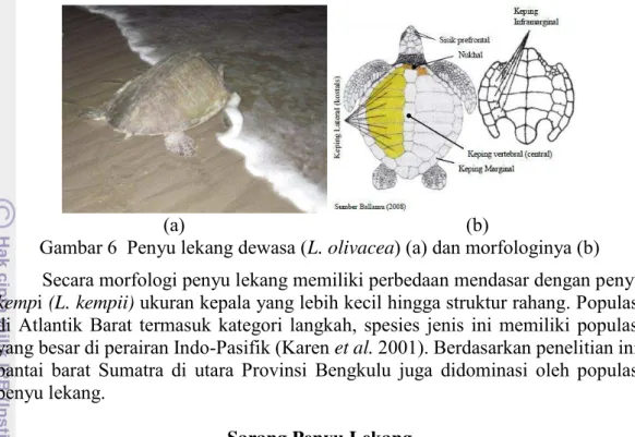 Gambar 6  Penyu lekang dewasa (L. olivacea) (a) dan morfologinya (b)  Secara morfologi penyu lekang memiliki perbedaan mendasar dengan penyu  kemp i (L