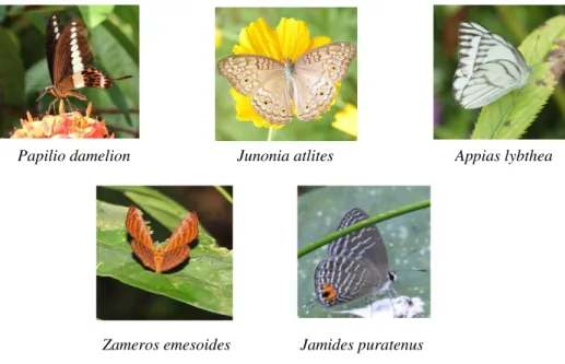 Gambar 1  Contoh jenis kupu-kupu mewakili 5 famili yang ditemukan  Hasil  perhitungan  indeks  keanekaragaman  dan 