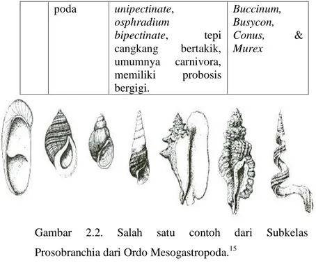 Gambar  2.2.  Salah  satu  contoh  dari  Subkelas  Prosobranchia dari Ordo Mesogastropoda