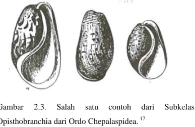 Gambar  2.3.  Salah  satu  contoh  dari  Subkelas  Opisthobranchia dari Ordo Chepalaspidea