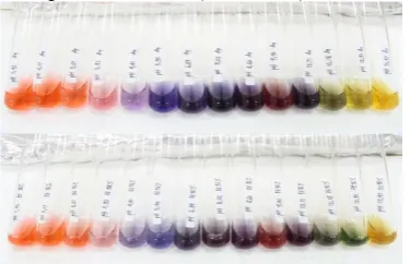 Gambar 3. Perubahan dan gradasi warna pada setiap larutan pH buffer 1,42-13,47 dengan pelarut aquades-HCl (a) dan pelarut etanol 96%-HCl (b)  