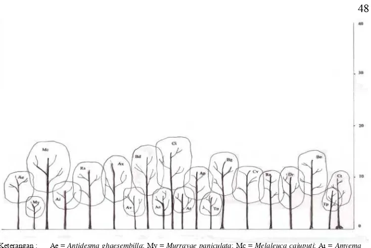 Gambar 10.   Profil arsitektur pohon di hutan mangrove tidak terganggu 