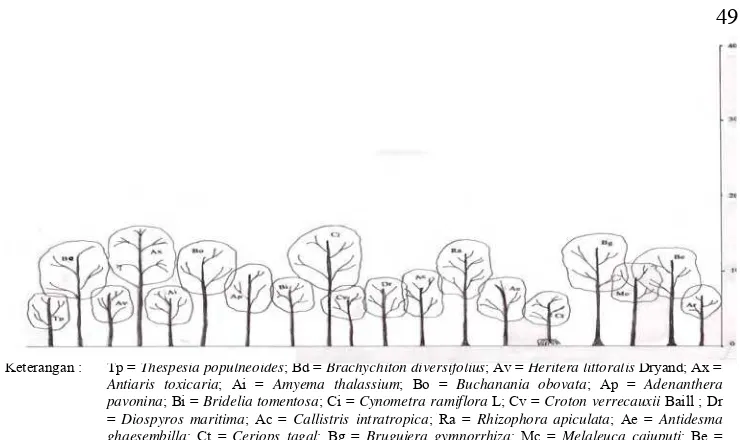Gambar 12.  Profil arsitektur pohon di hutan rawa tidak terganggu 