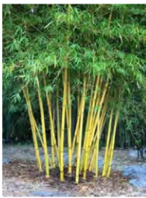 Gambar 2.3. Contoh Bambu Ampel Atau Kuning   Sumber : www.google.com (Akses: 12 Juni 2015) 