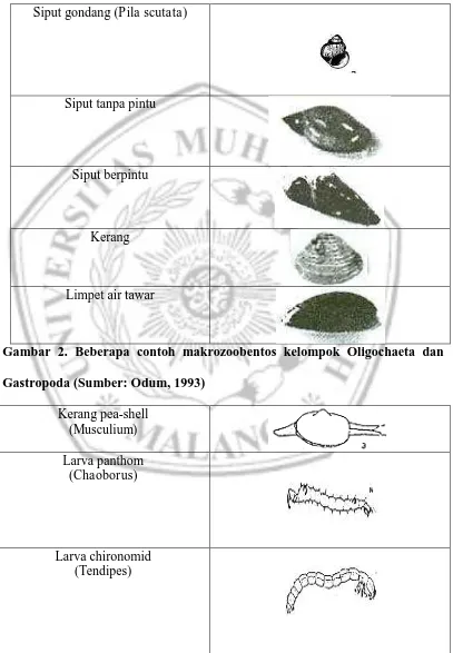 Gambar 1. Beberapa contoh makrozoobentos kelompok Gastropoda 