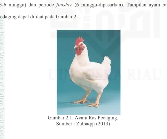 Gambar 2.1. Ayam Ras Pedaging.  Sumber : Zulhaqqi (2013) 
