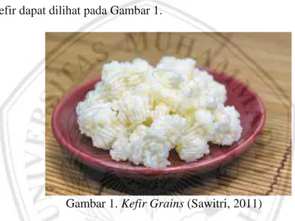 Gambar 1. Kefir Grains (Sawitri, 2011)