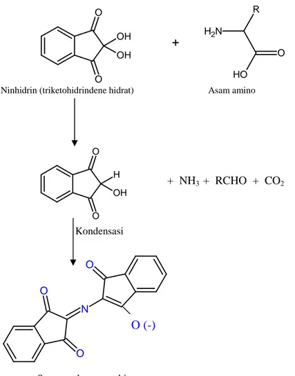Gambar II.2. Reaksi asam amino dengan ninhidrin.  