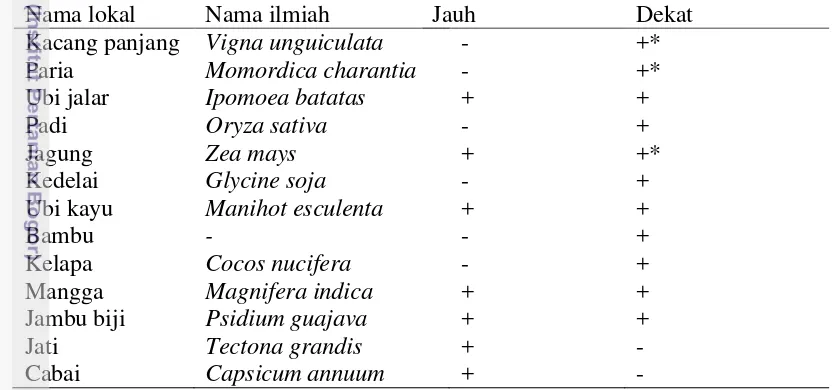 Tabel 3  Vegetasi yang ditemukan disekitar lahan mentimun 