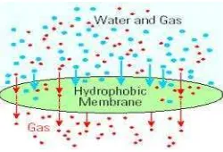 Gambar 2.2 Proses difusi gas pada membran hidrophobik (Rivai, 2007).
