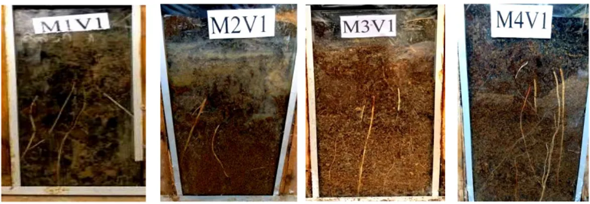 Gambar  1.Perbedaan  akar  varietas  pahat    pada  media  tanam  topsoil(M1V1), 