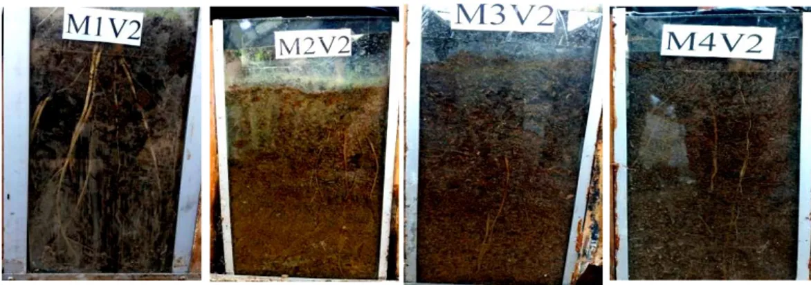 Gambar  3.Perbedaan  akar  pada  Varietas  Kawali    pada  media  tanam  Topsoil(M1V2),  Ultisol(M2V2),  Ultisol+  bo  Cocopeat  1kg  (M3V2)  dan Ultisol+bo Cocopeat 2Kg (M4V2) di Rhizotron