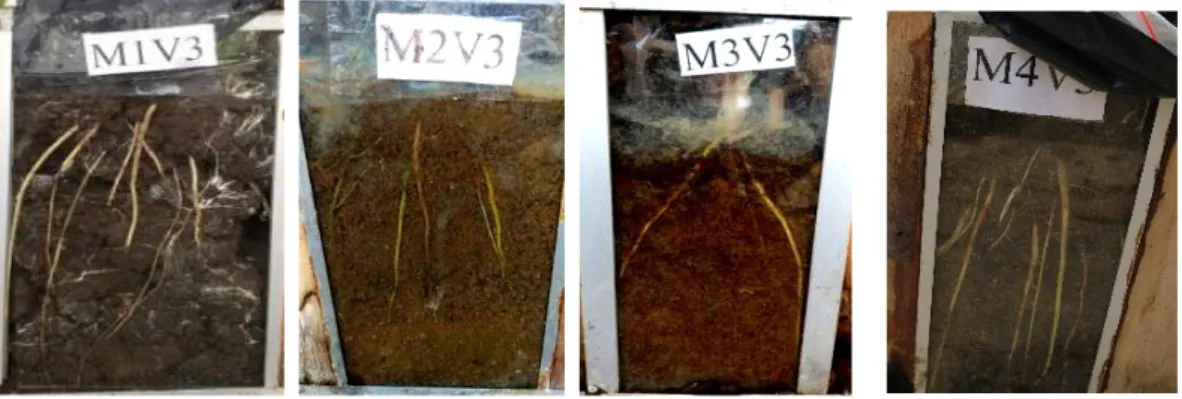 Gambar  5.Perbedaan  akar  pada  Varietas  Samurai  1  pada  media  tanam  Topsoil(M1V3),  Ultisol(M2V3),  Ultisol+  bo  Cocopeat  1kg  (M3V3)  dan Ultisol + bo Cocopeat 2Kg (M4V3) di Rhizotron