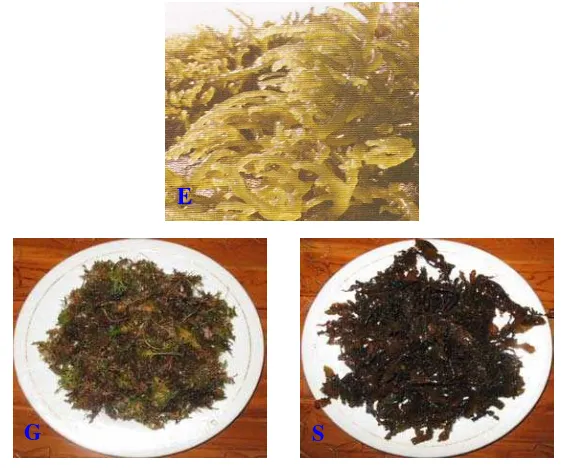 Gambar 6  Rumput Laut Segar (E : Eucheuma cottonii, G : Gelidium sp dan S : Sargassum sp) 