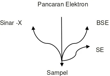 Gambar 2.6. Sinyal hasil interaksi berkas elektron dengan sampel (Reed, 1993).  