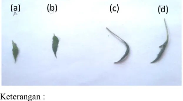 Gambar  2  menunjukkan  bahwa  intensitas  serangan  kutu  daun  persik  merata  secara  keseluruhan  dimulai  pada 