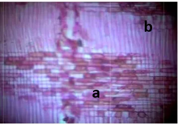 Gambar 8), seerta multiserriet 2-4 sel (G